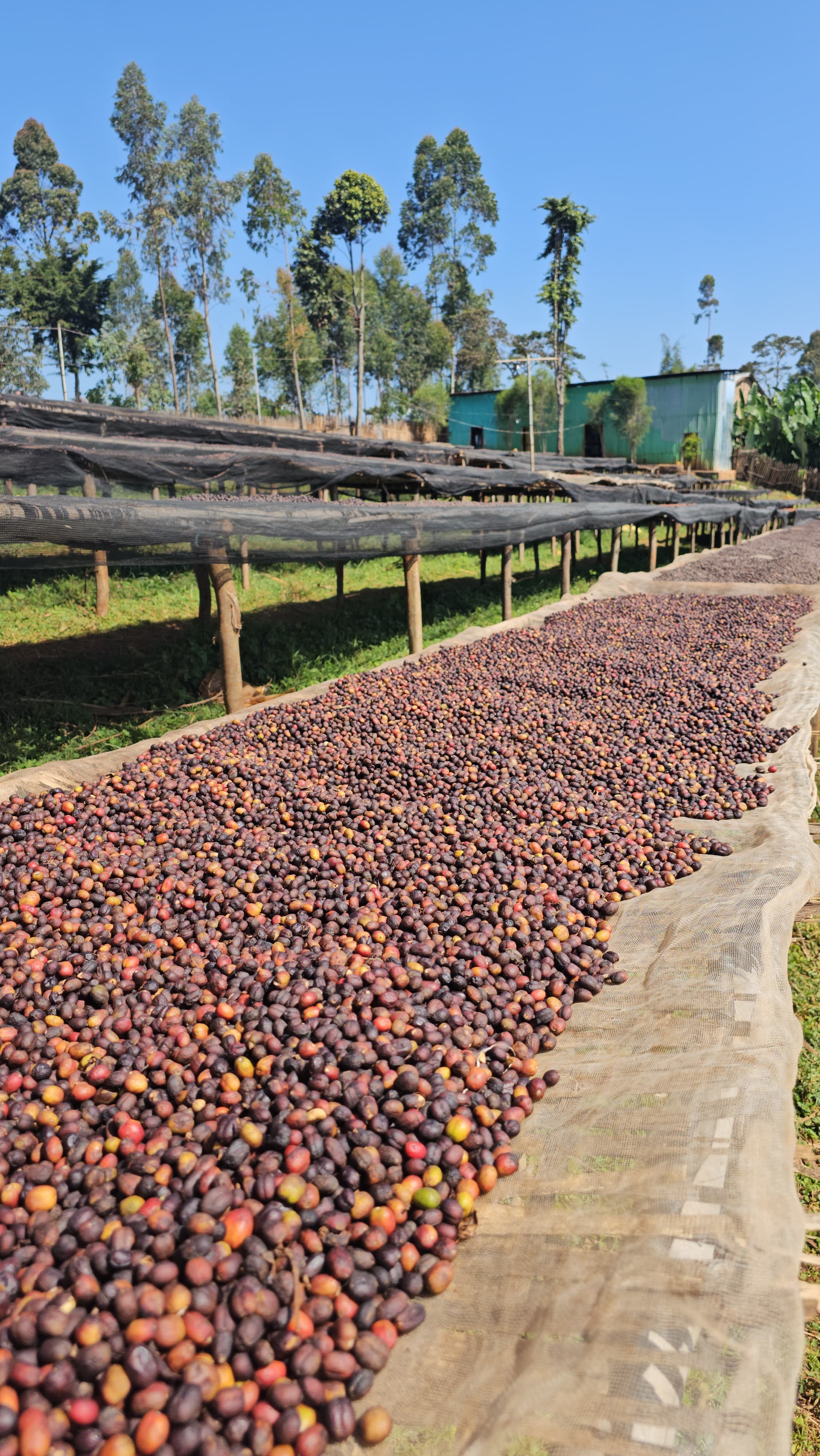 Coffee Culture Image 3