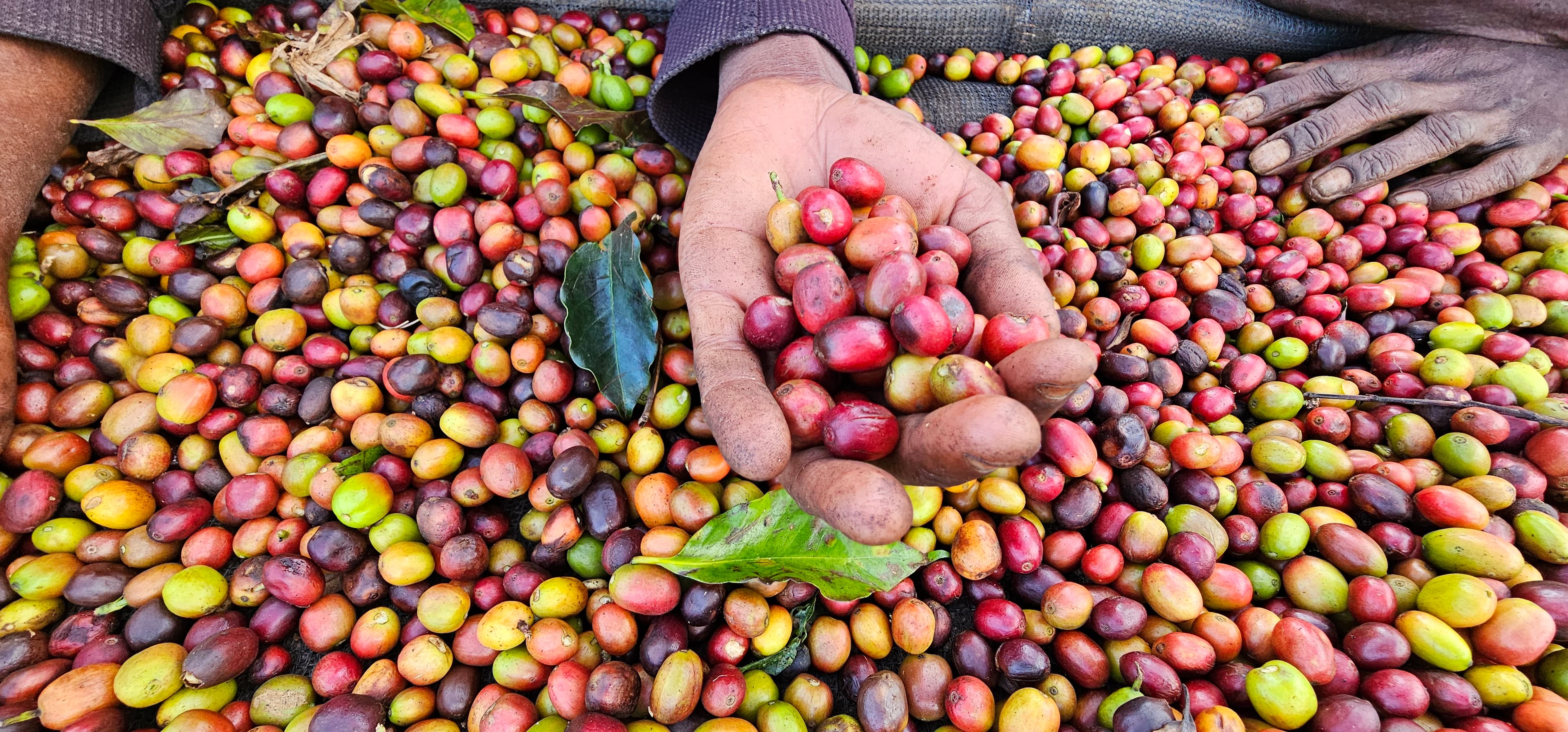 Coffee beans being sorted